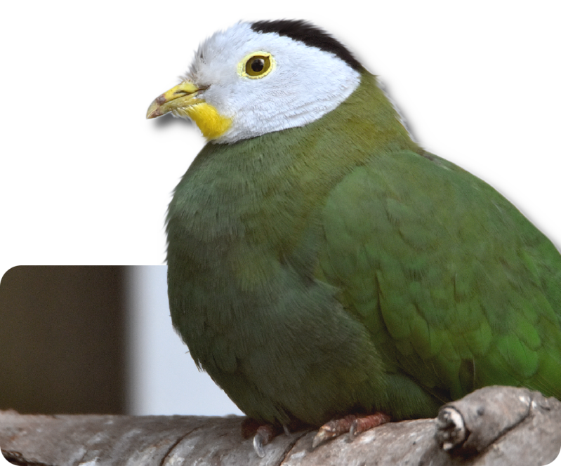 Schwarzkappen-Fruchttaube