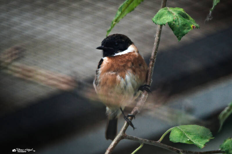 Schwarzkehlchen | Zoo Dresden | 12.07.2025