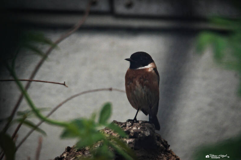 Schwarzkehlchen | Zoo Dresden | 12.07.2025