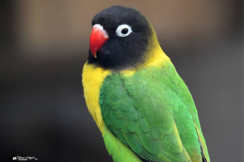 Schwarzköpfchen | Vogelpark Groß-Rohrheim | 24.04.2022