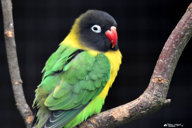 Schwarzköpfchen | Vogelpark Groß-Rohrheim | 24.04.2022