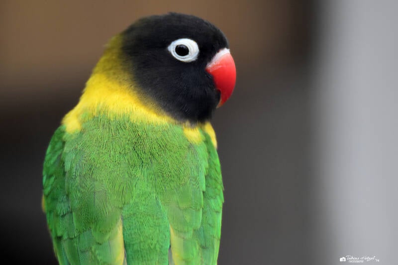 Schwarzköpfchen | Vogelpark Groß-Rohrheim | 24.04.2022