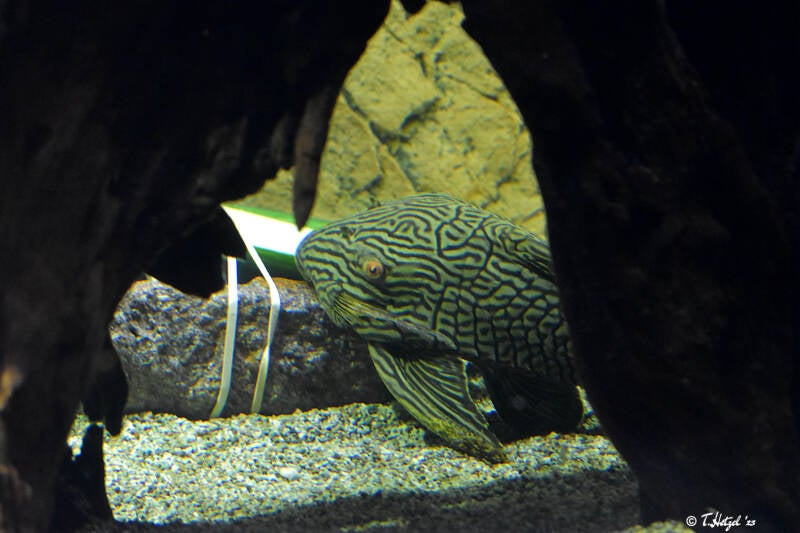 Schwarzlinien-Harnischwels (kein Unterartenstatus)