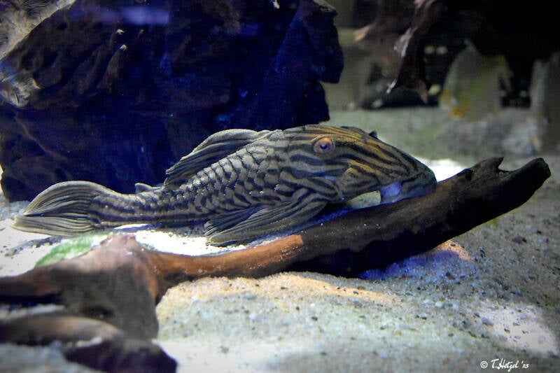 Schwarzlinien-Harnischwels (kein Unterartenstatus)