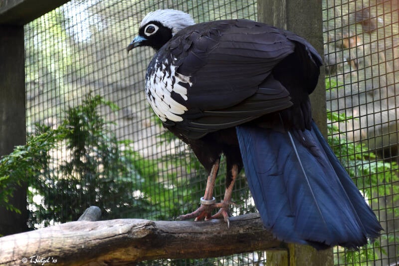 Schwarzmaskenguan | Weltvogelpark Walsrode | 09.06.2023