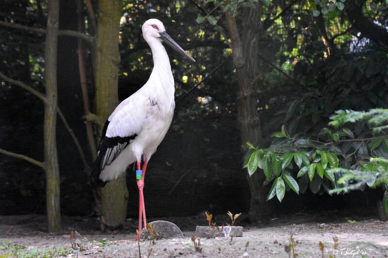 Schwarzschnabelstorch