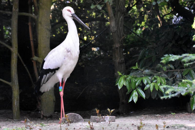 Schwarzschnabelstorch | Weltvogelpark Walsrode | 09.06.2023