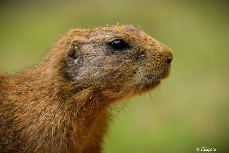 Schwarzschwanz-Präriehund