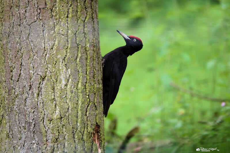 Schwarzspecht | Wildpark Alte Fasanerie, Hanau Klein-Auheim | 18.05.2024 | Wildtier