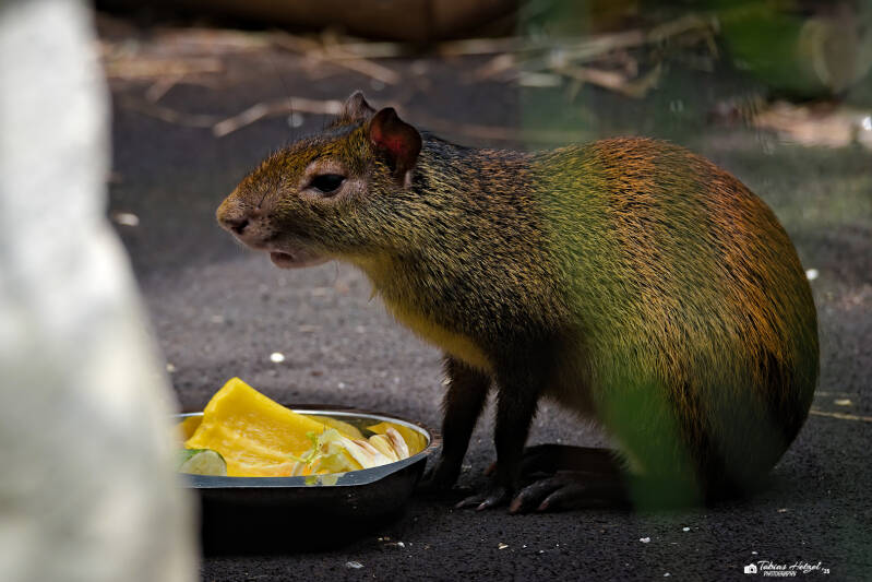 Schwarzsteißaguti | Tierpark Chemnitz | 13.07.2025