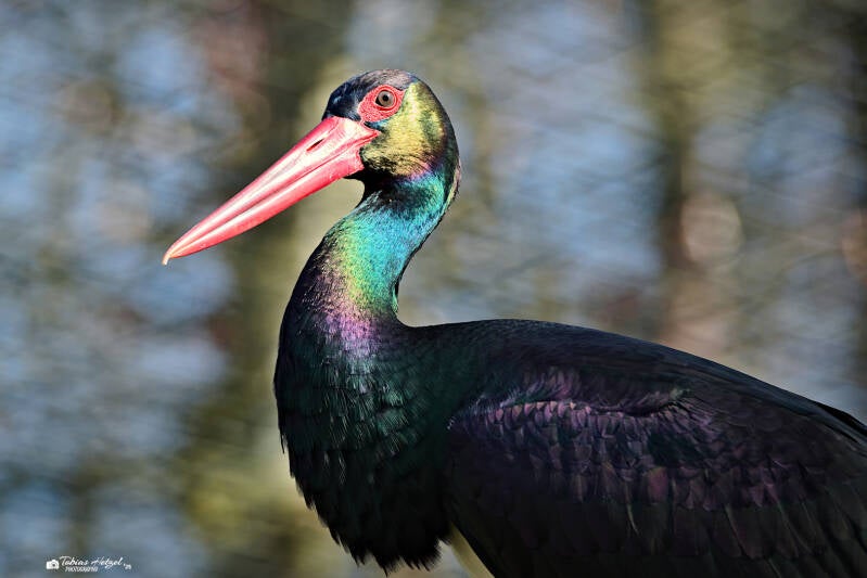 Schwarzstorch | Wildpark Bad Mergentheim | 09.03.2025