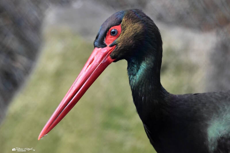 Schwarzstorch | Weltvogelpark Walsrode | 12.04.2021