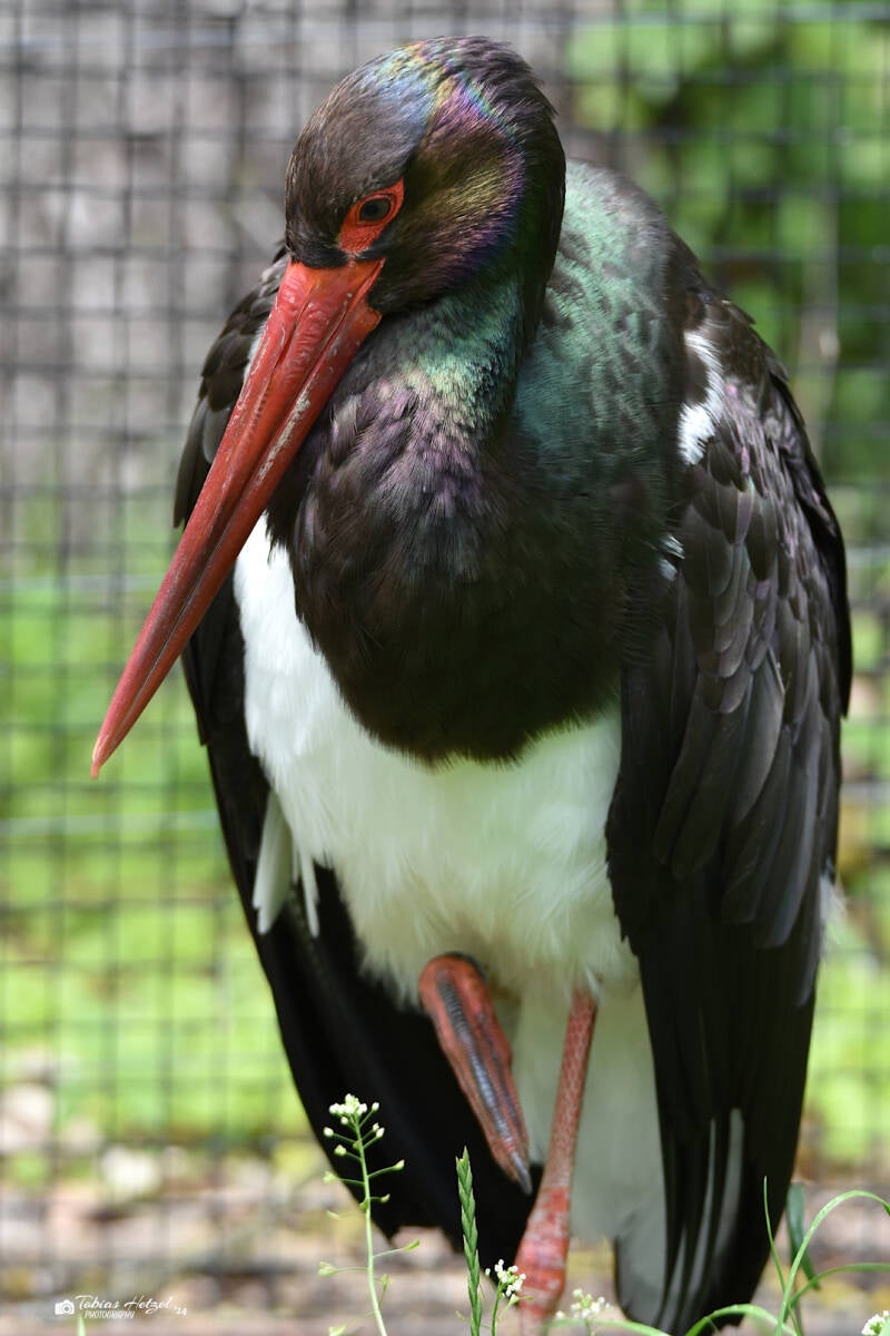 Schwarzstorch | Wildpark Bad Mergentheim | 23.05.2021
