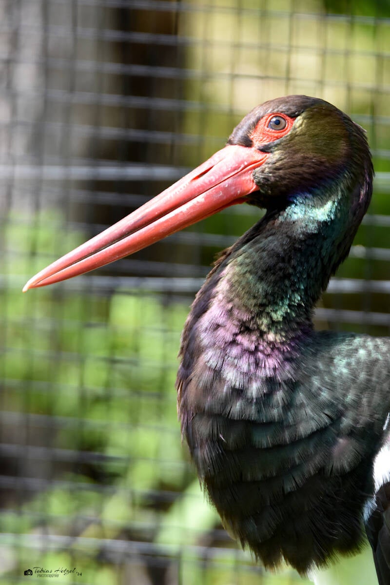Schwarzstorch | Wildpark Bad Mergentheim | 23.05.2021