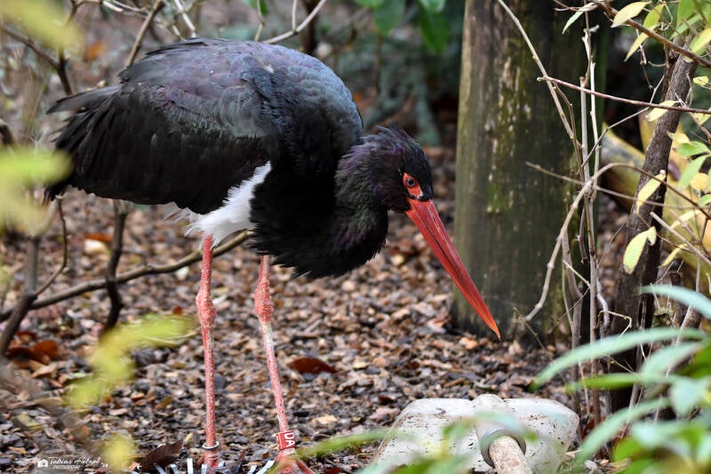 Schwarzstorch | Kölner Zoo | 27.12.2021