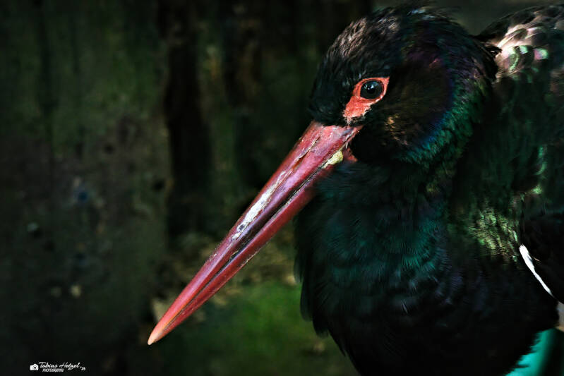 Schwarzstorch | Zoo Decin | 11.07.2025