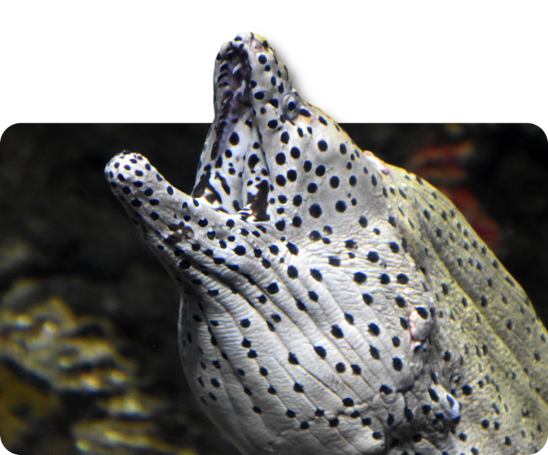 Schwarztupfenmuräne