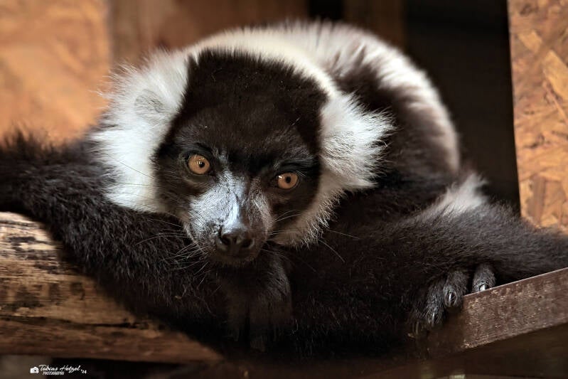 Schwarzweißer Vari | NaturZoo Rheine | 30.07.2024
