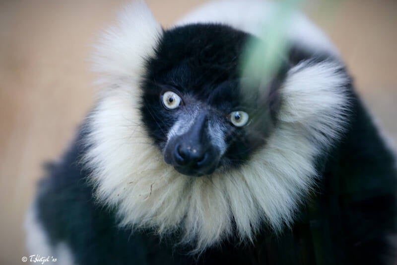 Schwarzweißer Vari | Zoo Duisburg | 23.01.2018