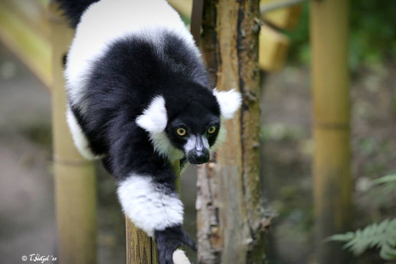 Schwarzweißer Vari | Tierpark Berlin | 27.05.2018