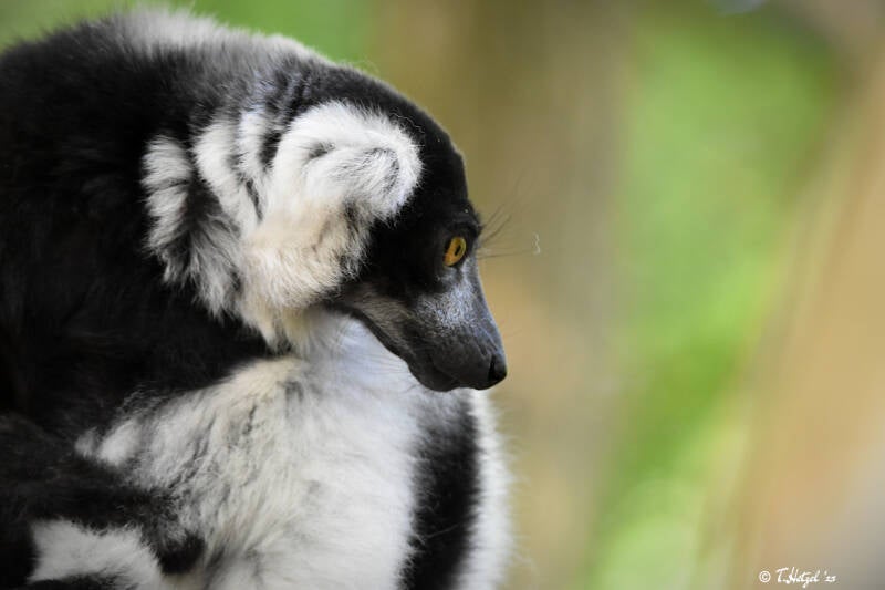 Schwarzweißer Vari | Apenheul, Apeldoorn | 08.07.2021