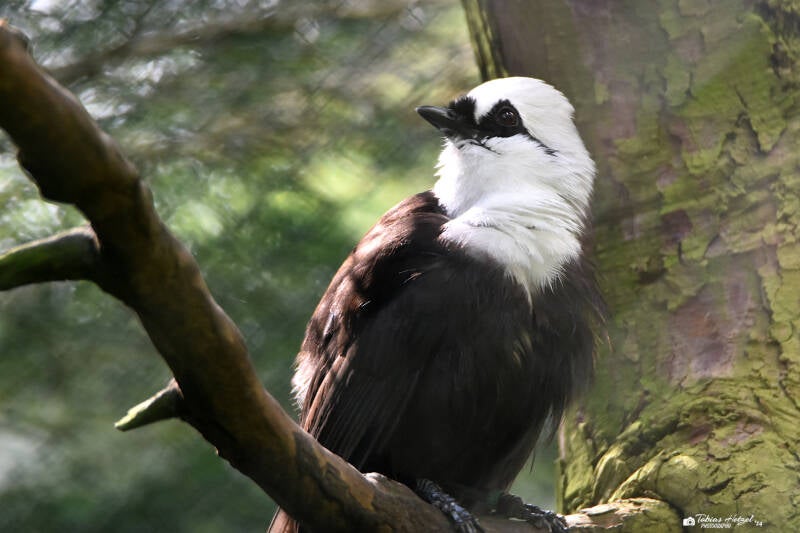 Schwarzweißhäherling | Burgers Zoo, Arnhem | 07.07.2021