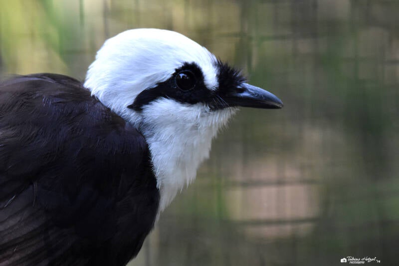 Schwarzweißhäherling | Diergaarde Blijdorp, Rotterdam | 09.07.2021