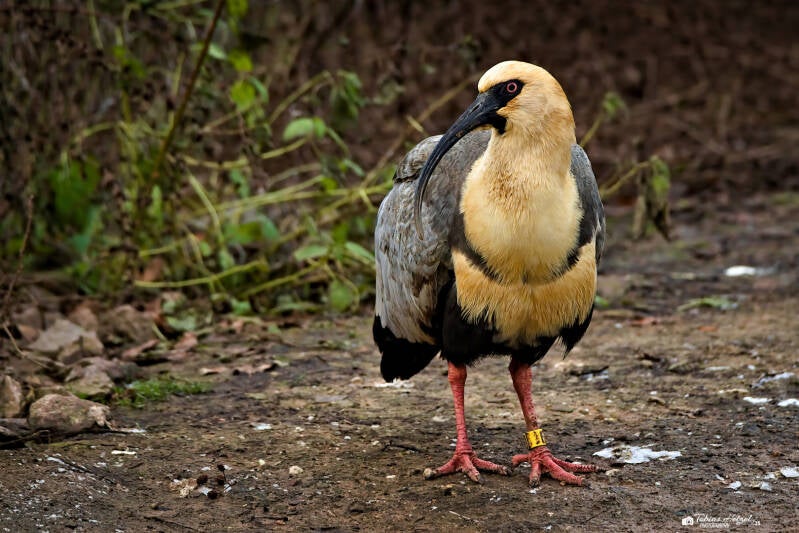 Schwarzzügelibis | Amerika-Tierpark Limbach-Oberfrohna | 01.01.2025