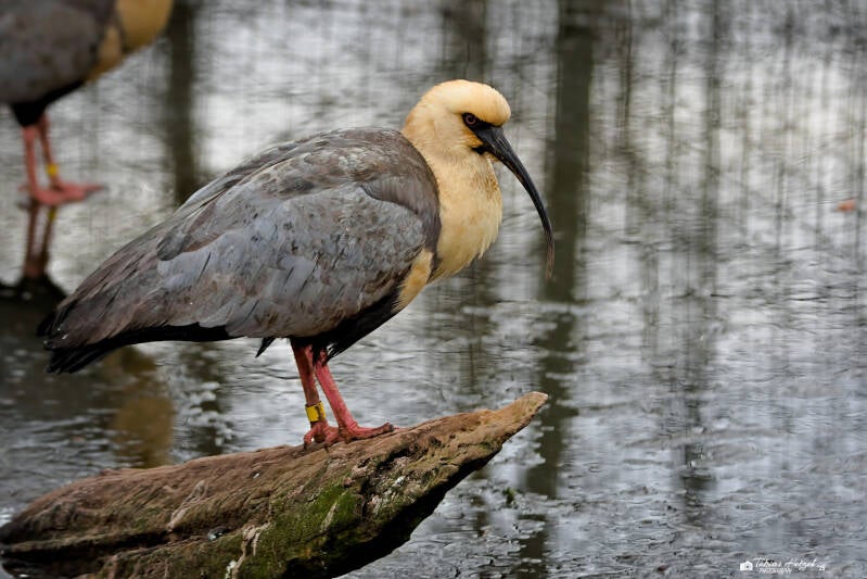 Schwarzzügelibis | Amerika-Tierpark Limbach-Oberfrohna | 01.01.2025