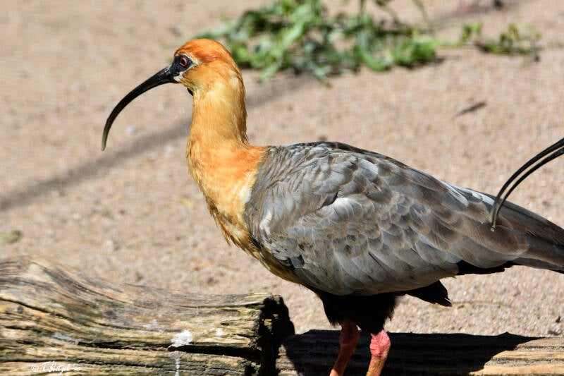 Schwarzzügelibis | Zoo Heidelberg | 20.08.2023