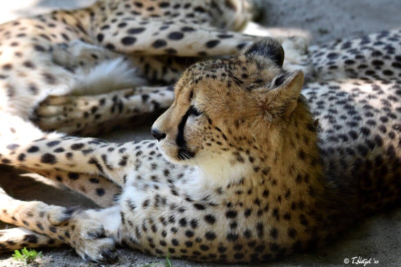 Südafrikanischer Gepard | Opel-Zoo, Kronberg | 30.05.2021