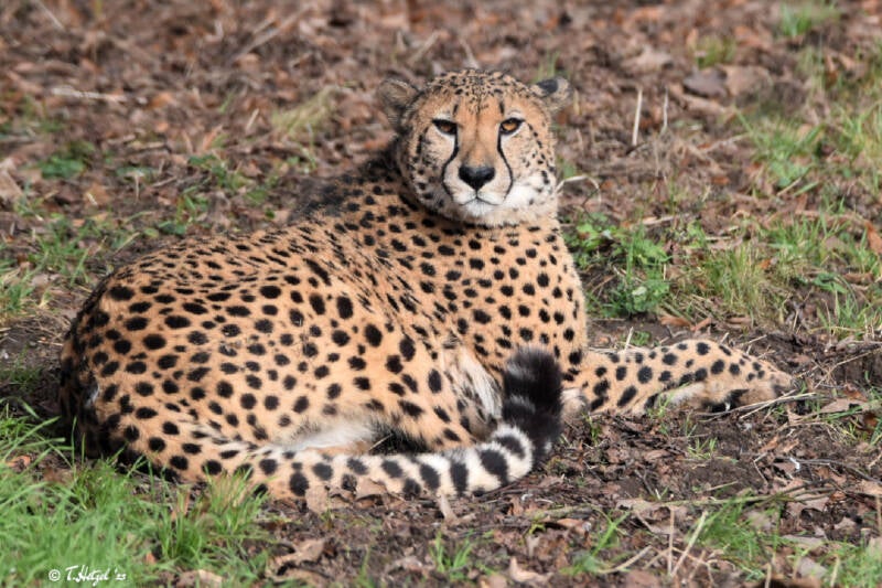 Südafrikanischer Gepard | Zoo Neuwied | 30.01.2022