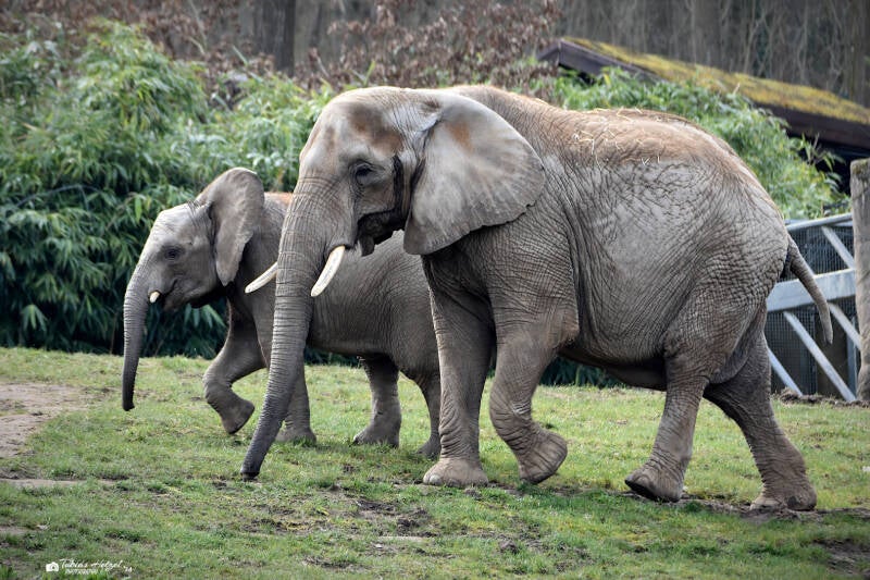Südafrikanischer Steppenelefant | Opel-Zoo Kronberg | 10.03.2024