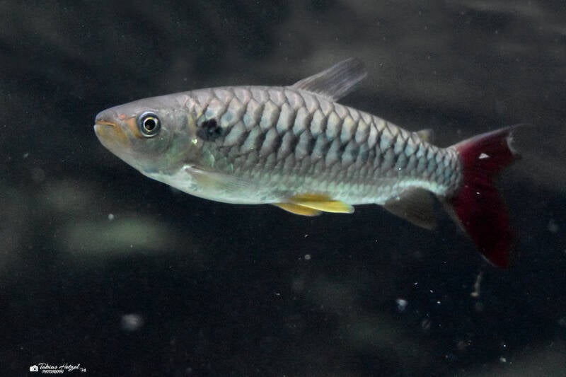 Südamerikanischer Großschuppensalmler | Zoo Frankfurt | 10.03.2022