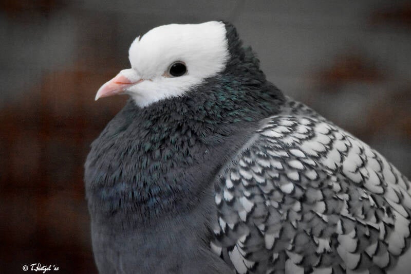 Süddeutsche Mönchstaube