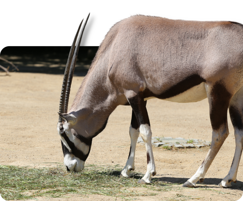 Südliche Oryx