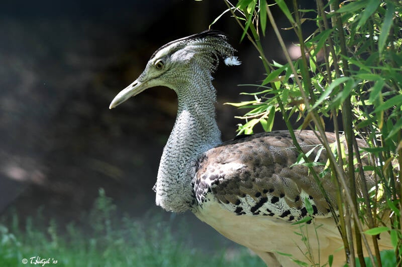 Südliche Riesentrappe | Zoo Duisburg | 06.06.2022