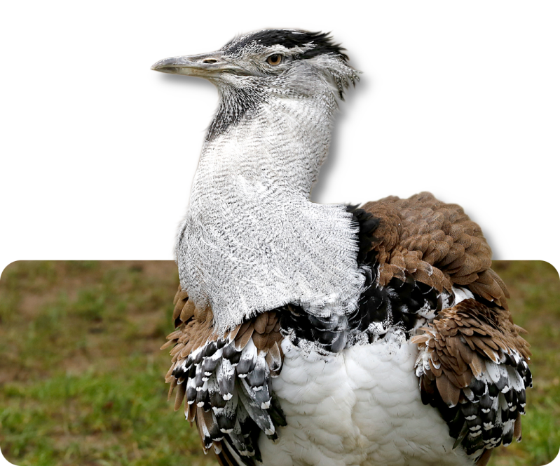 Südliche Riesentrappe