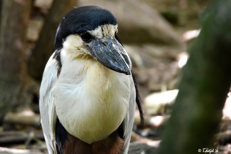 Südlicher Kahnschnabel