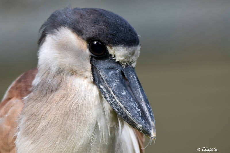 Südlicher Kahnschnabel | Zoo Frankfurt | 22.08.2021