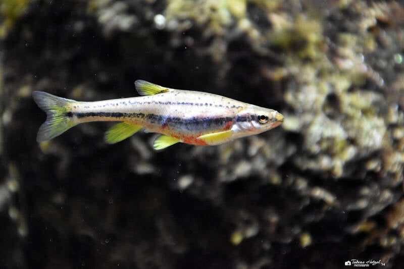Südliche Rotbauchelritze | Wilhelma Stuttgart | 16.06.2023