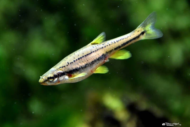 Südliche Rotbauchelritze | Wilhelma Stuttgart | 16.06.2023