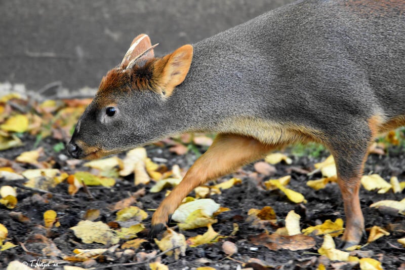 Südlicher Pudu | Zoo Wuppertal | 24.10.2021