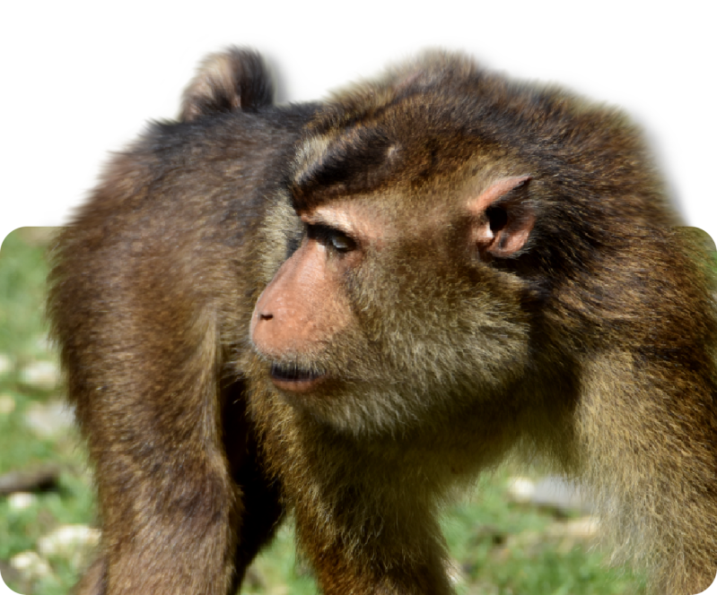 Südlicher Schweinsaffe