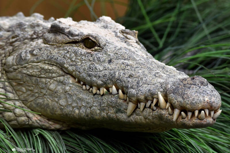 Südliches Nilkrokodil | Safaripark Beekse Bergen, Hilvarenbeek | 10.07.2021