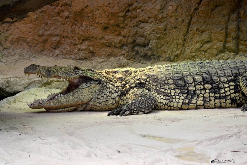 Südliches Nilkrokodil | Safaripark Beekse Bergen, Hilvarenbeek | 10.07.2021