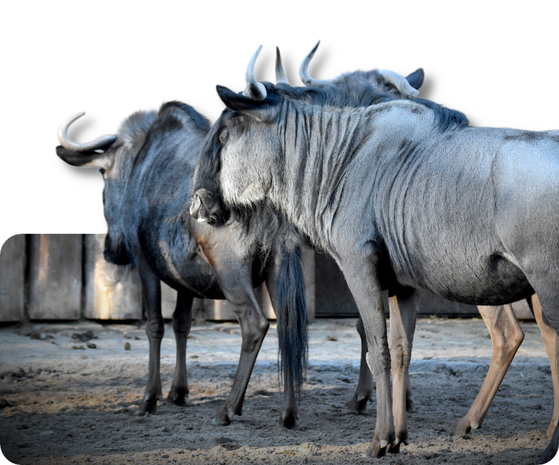 Südliches Streifengnu