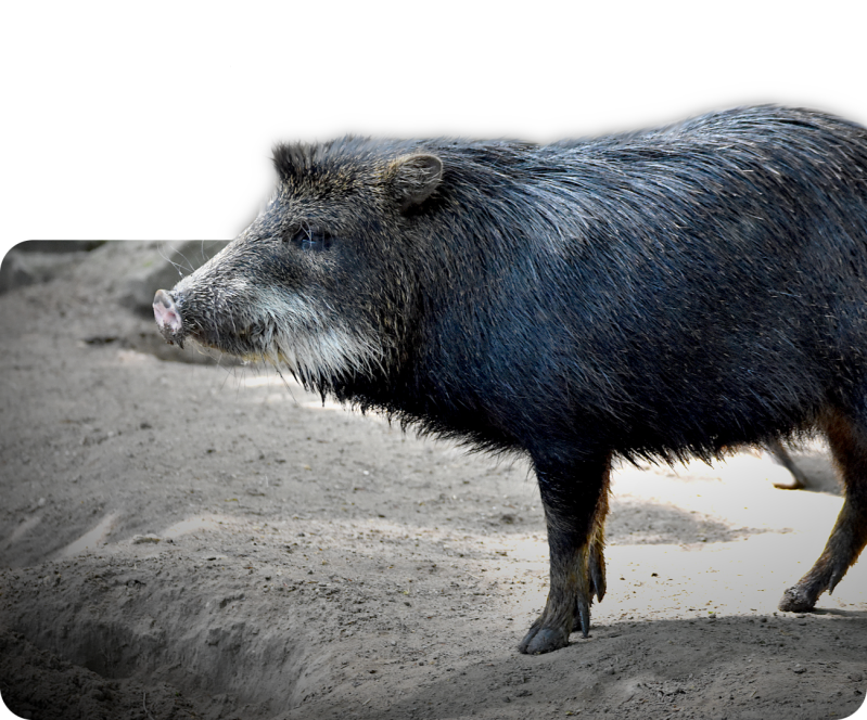 Südliches Weißbartpekari