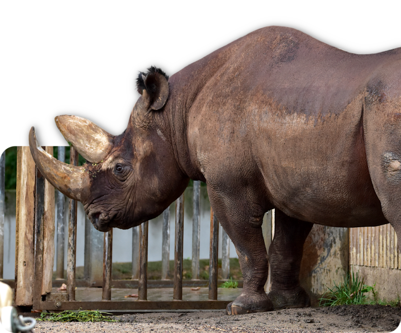 Südzentralafrikanisches Spitzmaulnashorn