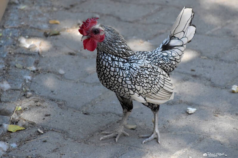 Sebright | Haustierhof Reutemühle, Überlingen-Bambergen | 05.07.2020